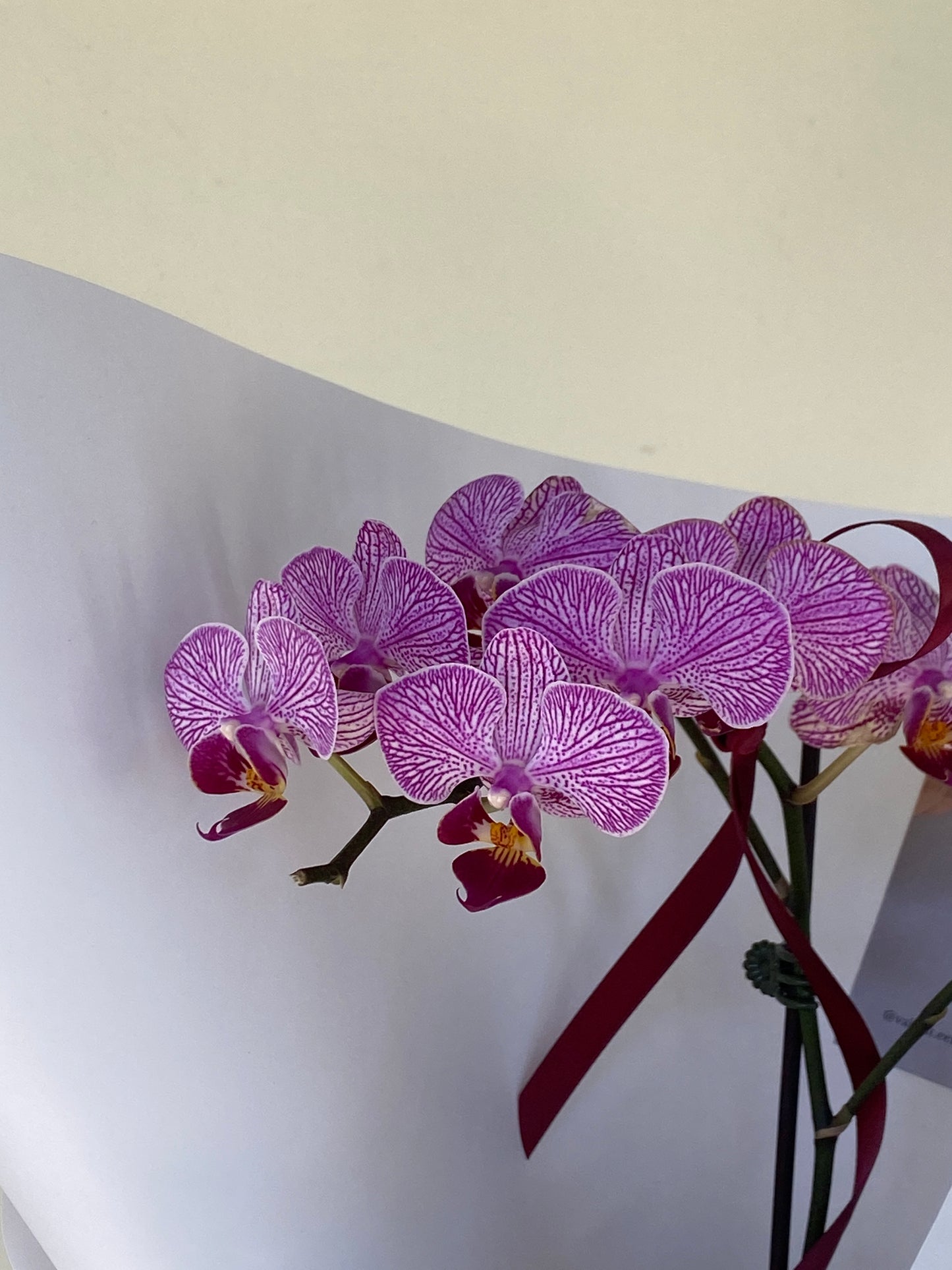 Small Orchid