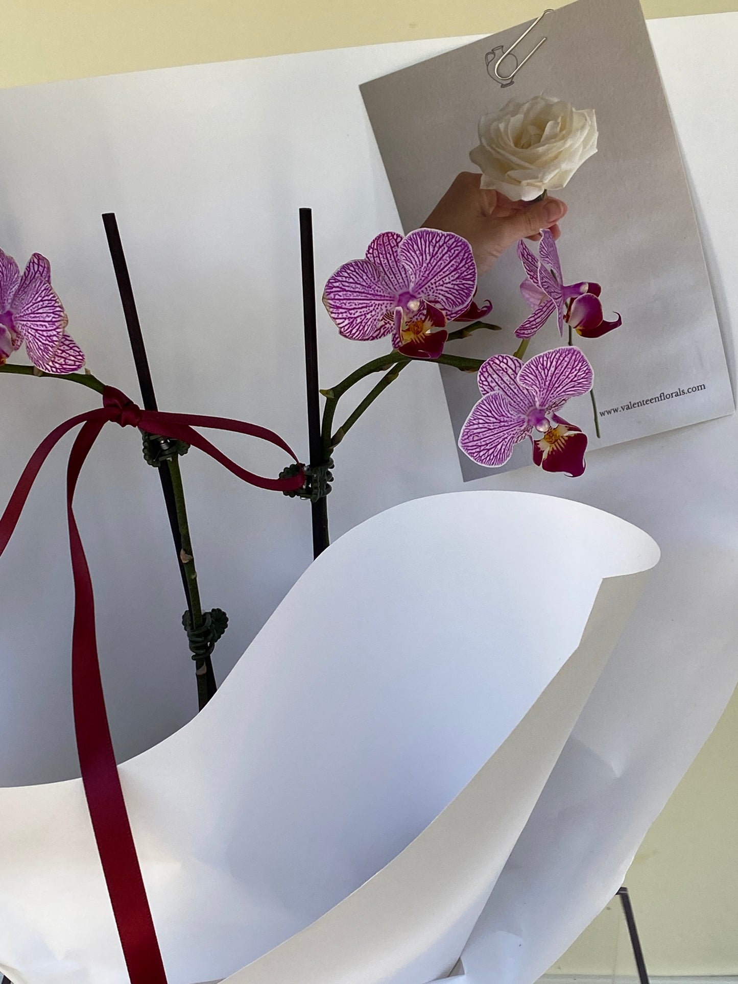 Double stem Phalaenopsis Orchid