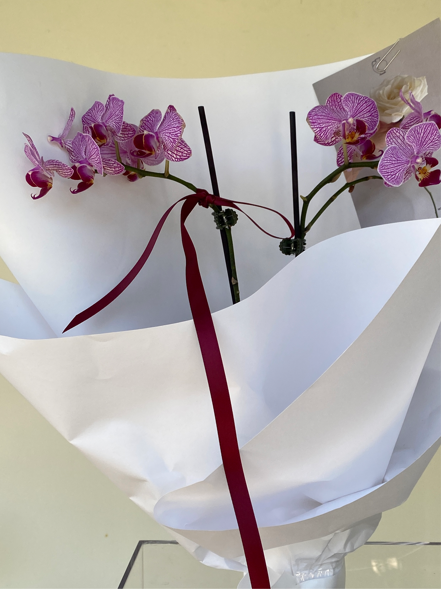 Double stem Phalaenopsis Orchid