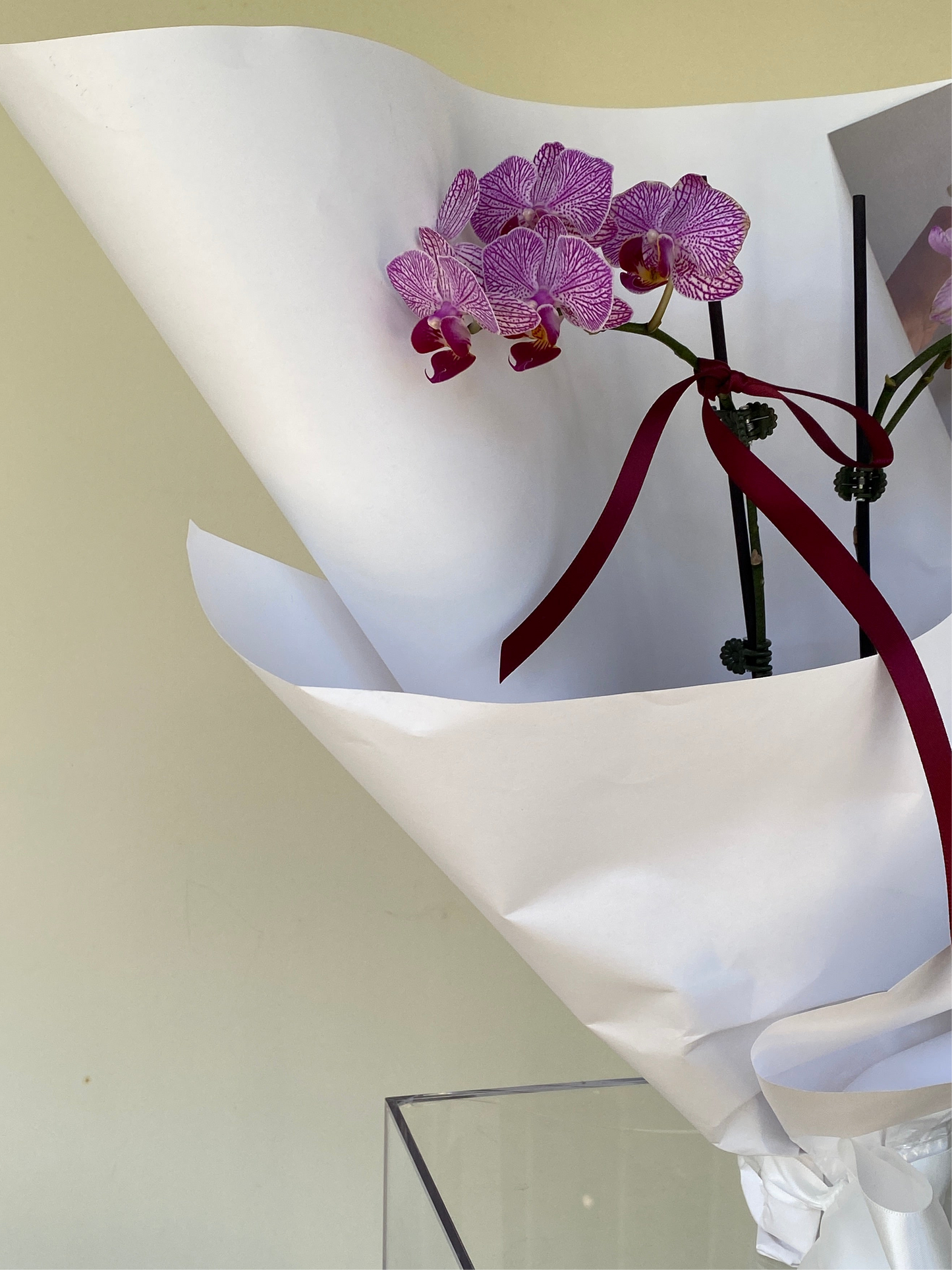 Double stem Phalaenopsis Orchid