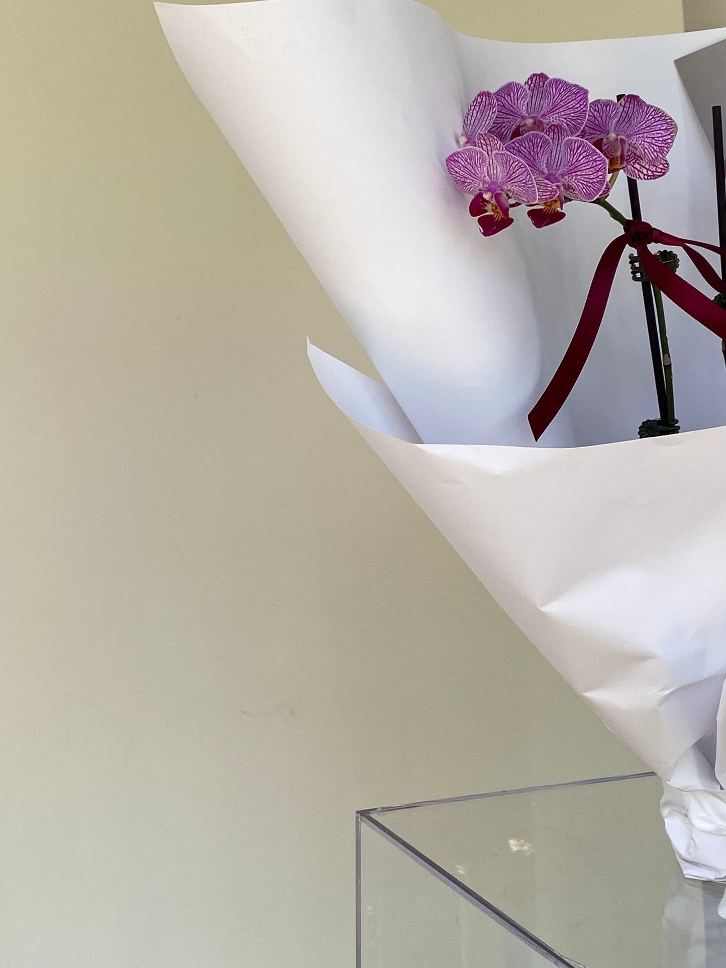 Double stem Phalaenopsis Orchid