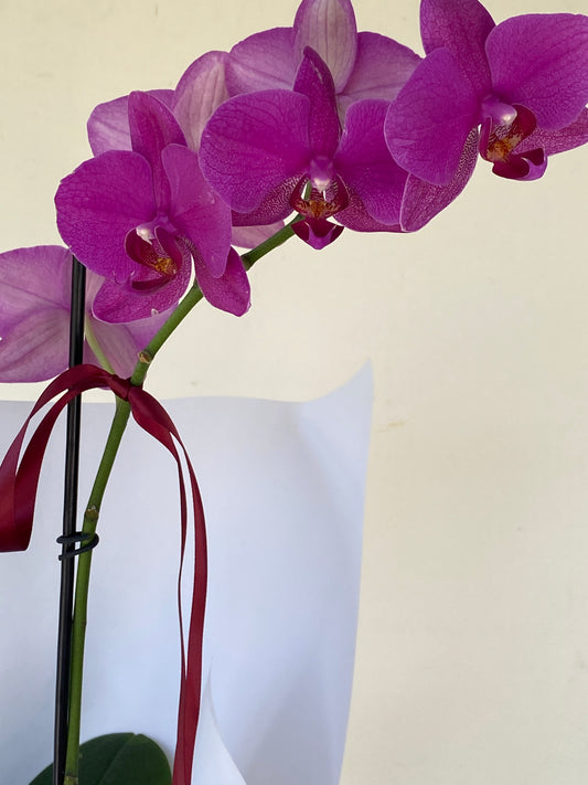 Phalaenopsis Orchid