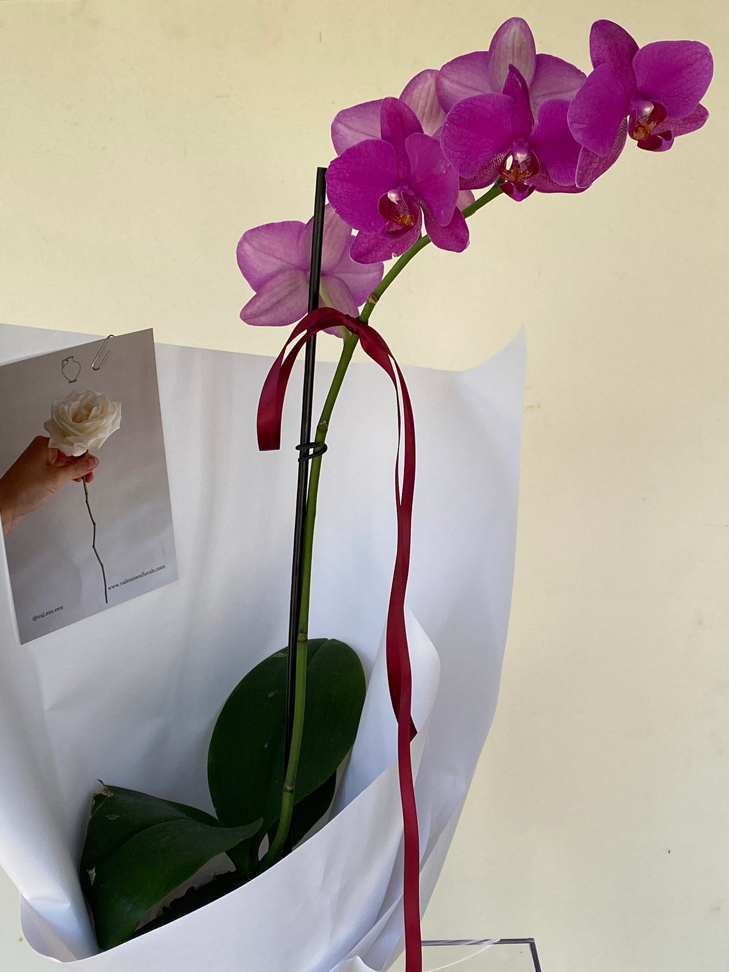 Phalaenopsis Orchid